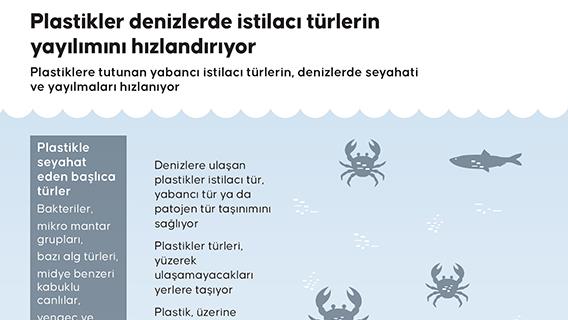 Plastikler denizlerde istilacı türlerin yayılımını hızlandırıyor