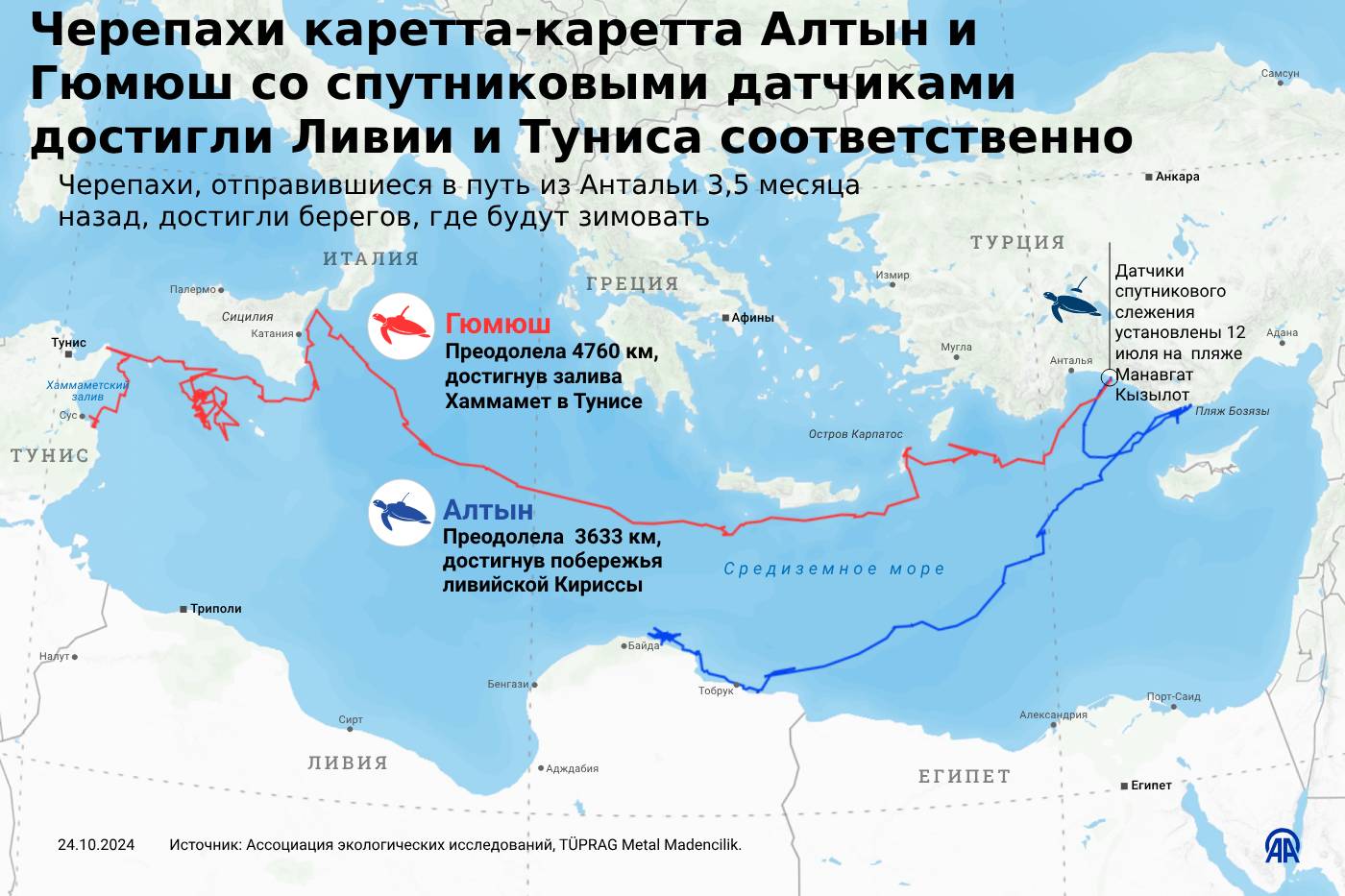 Черепахи каретта-каретта Алтын и Гюмюш со спутниковыми датчиками достигли Ливии и Туниса