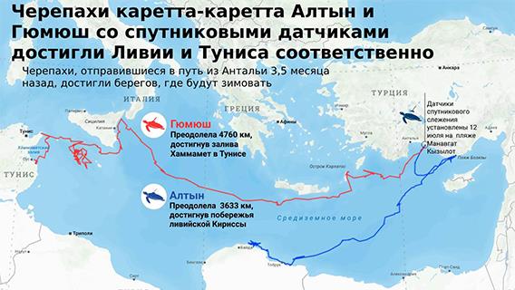 Черепахи каретта-каретта Алтын и Гюмюш со спутниковыми датчиками достигли Ливии и Туниса