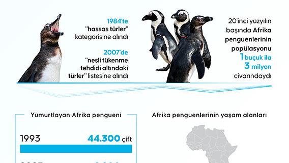 İklim krizi ve petrol çalışmaları Afrika penguenlerinin neslini tehdit ediyor