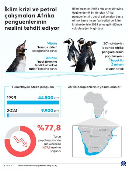 İklim krizi ve petrol çalışmaları Afrika penguenlerinin neslini tehdit ediyor