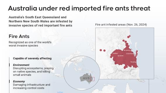 Australia under red imported fire ants threat