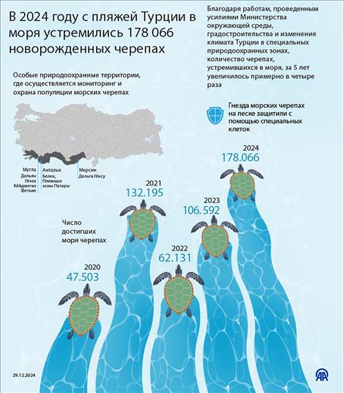 В 2024 году с пляжей Турции в моря устремилось свыше 178 тыс. новорожденных черепах