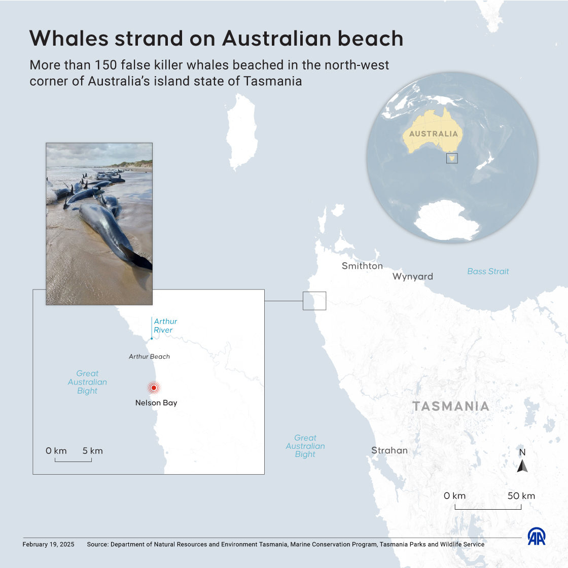 Whales strand on Australian beach