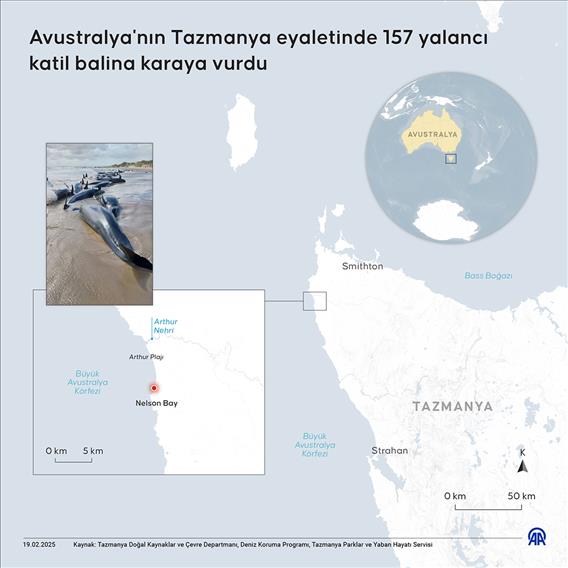 Avustralya'nın Tazmanya eyaletinde 157 yalancı katil balina karaya vurdu