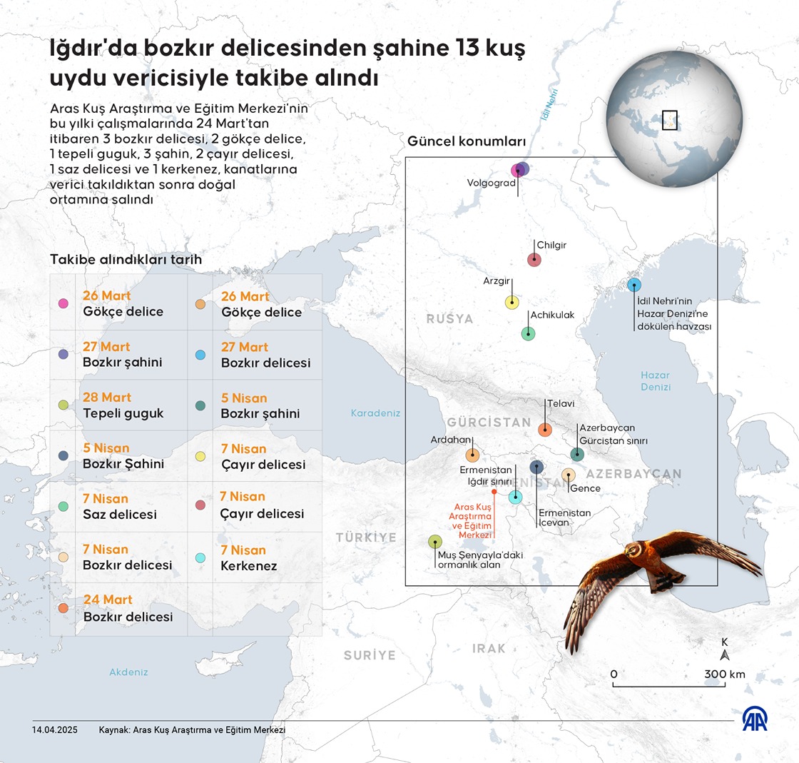 Iğdır'da bozkır delicesinden şahine 13 kuş uydu vericisiyle takibe alındı