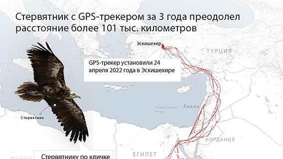 Стервятник с GPS-трекером за 3 года преодолел расстояние более 101 тыс. километров