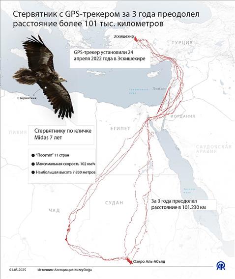 Стервятник с GPS-трекером за 3 года преодолел расстояние более 101 тыс. километров