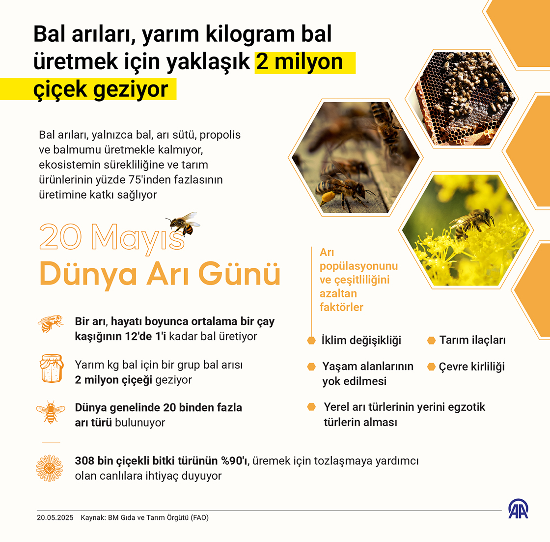 Bal arıları, yarım kilogram bal üretmek için yaklaşık 2 milyon çiçek geziyor
