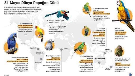 31 Mayıs Dünya Papağan Günü