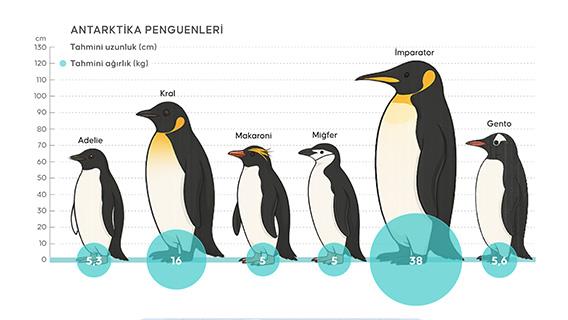 Penguenlerin yaşam alanları