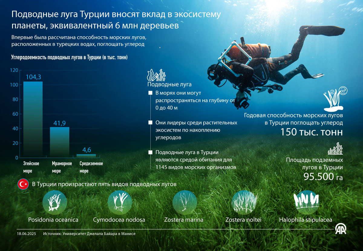 Подводные луга Турции вносят вклад в экосистему планеты, эквивалентный 6 млн деревьев