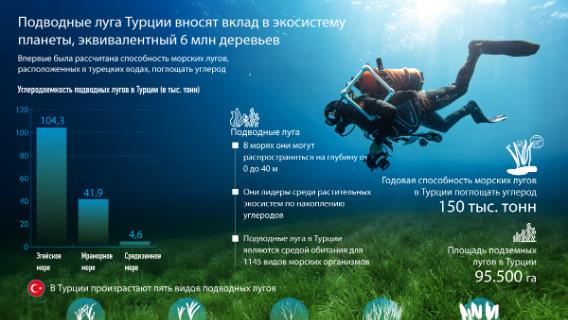 инфографика