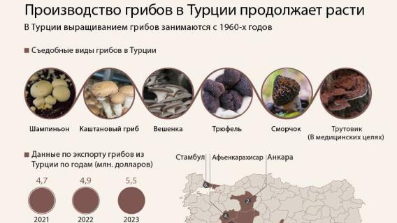 инфографика