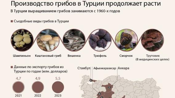 Производство грибов в Турции продолжает расти