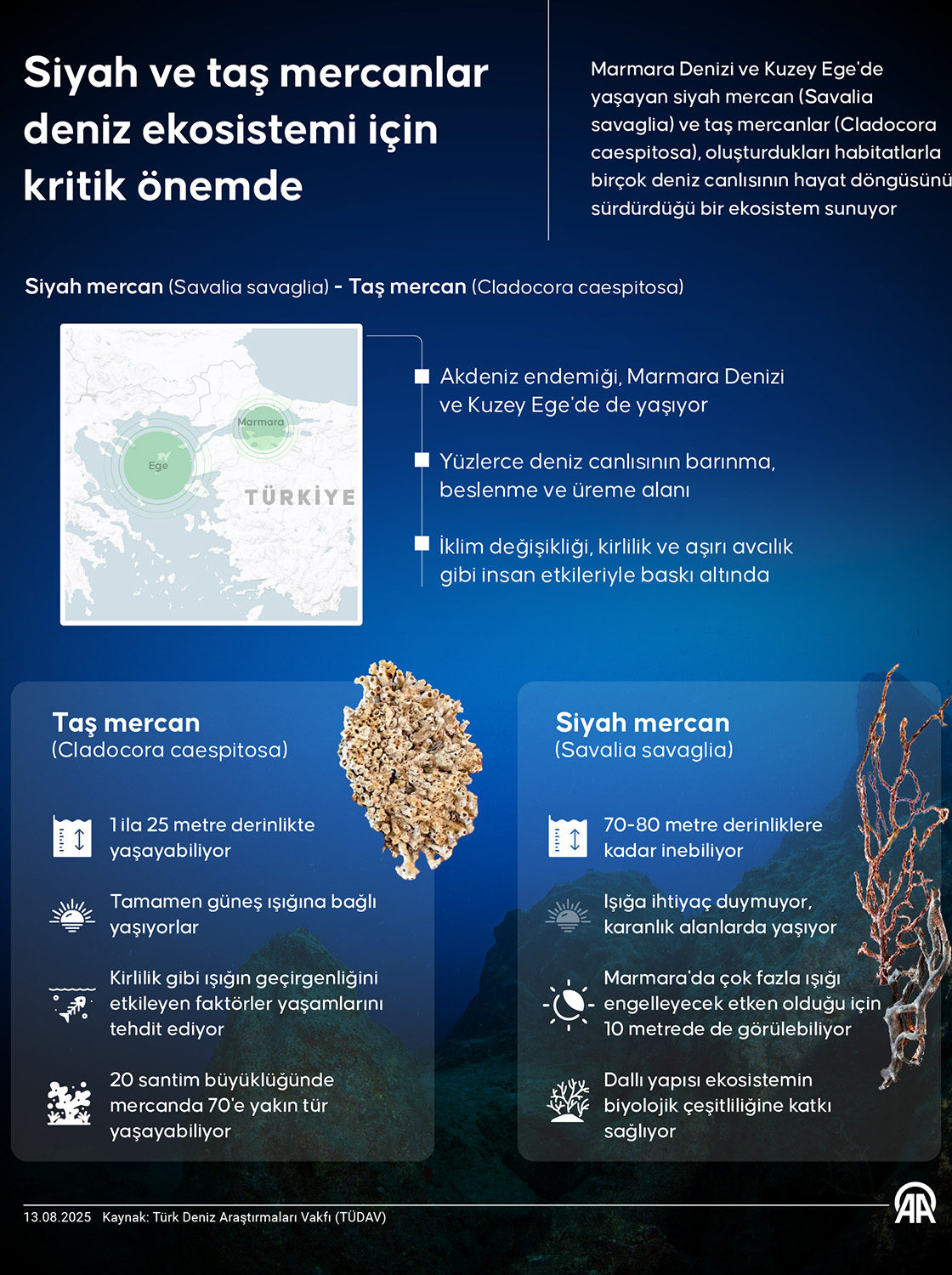 Siyah ve taş mercanlar deniz ekosistemi için kritik önemde