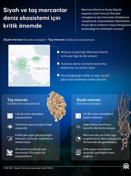 Siyah ve taş mercanlar deniz ekosistemi için kritik önemde