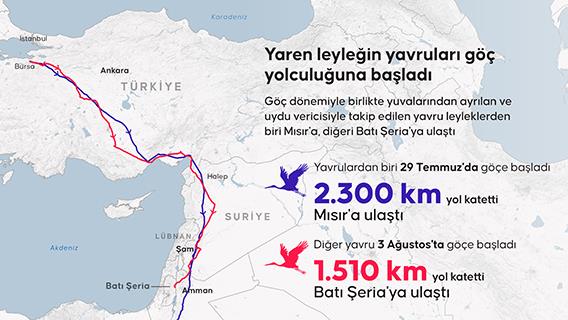 Yaren leyleğin yavruları göç yolculuğuna başladı
