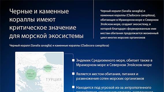 Черные и каменные кораллы имеют критическое значение для морской экосистемы