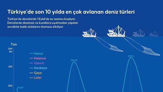 Türkiye’de son 10 yılda en çok avlanan deniz türleri