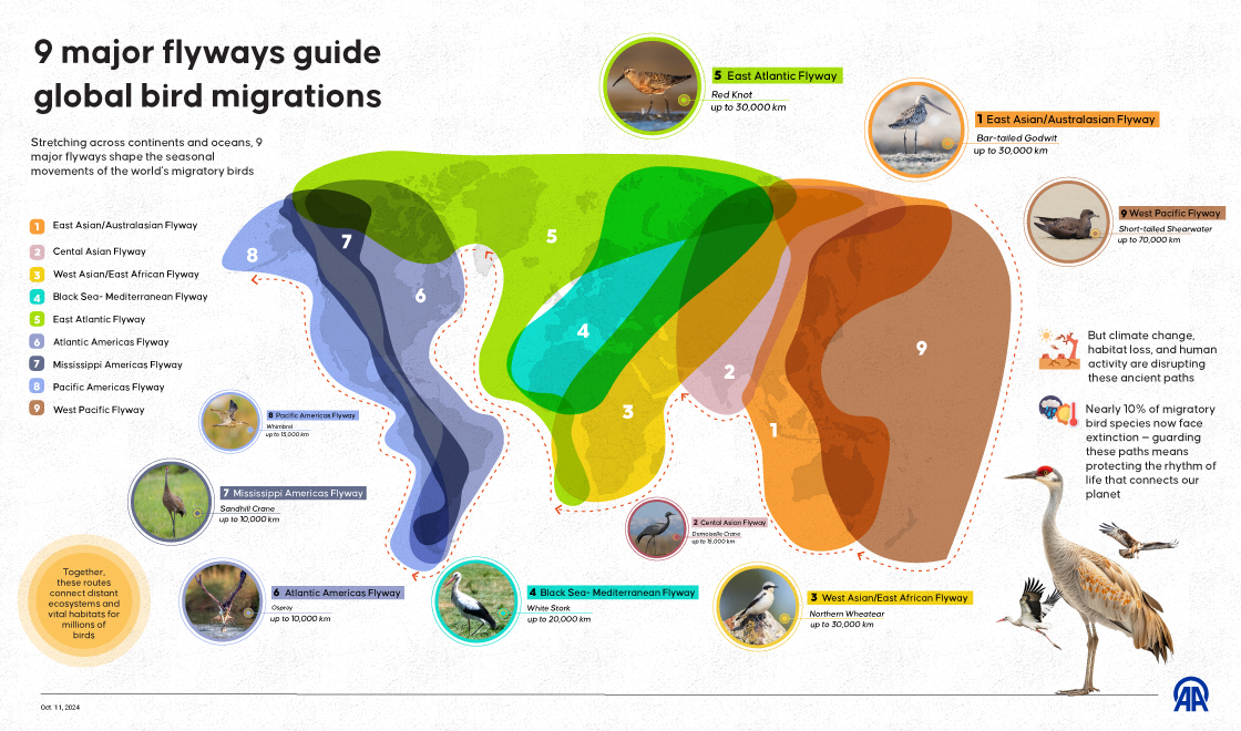 9 major flyways guide global bird migrations