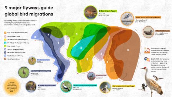 Infographic