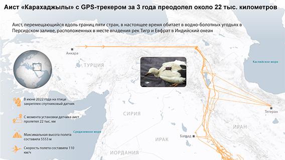 Аист «Карахаджылы» с GPS-трекером за 3 года преодолел около 22 тыс. километров