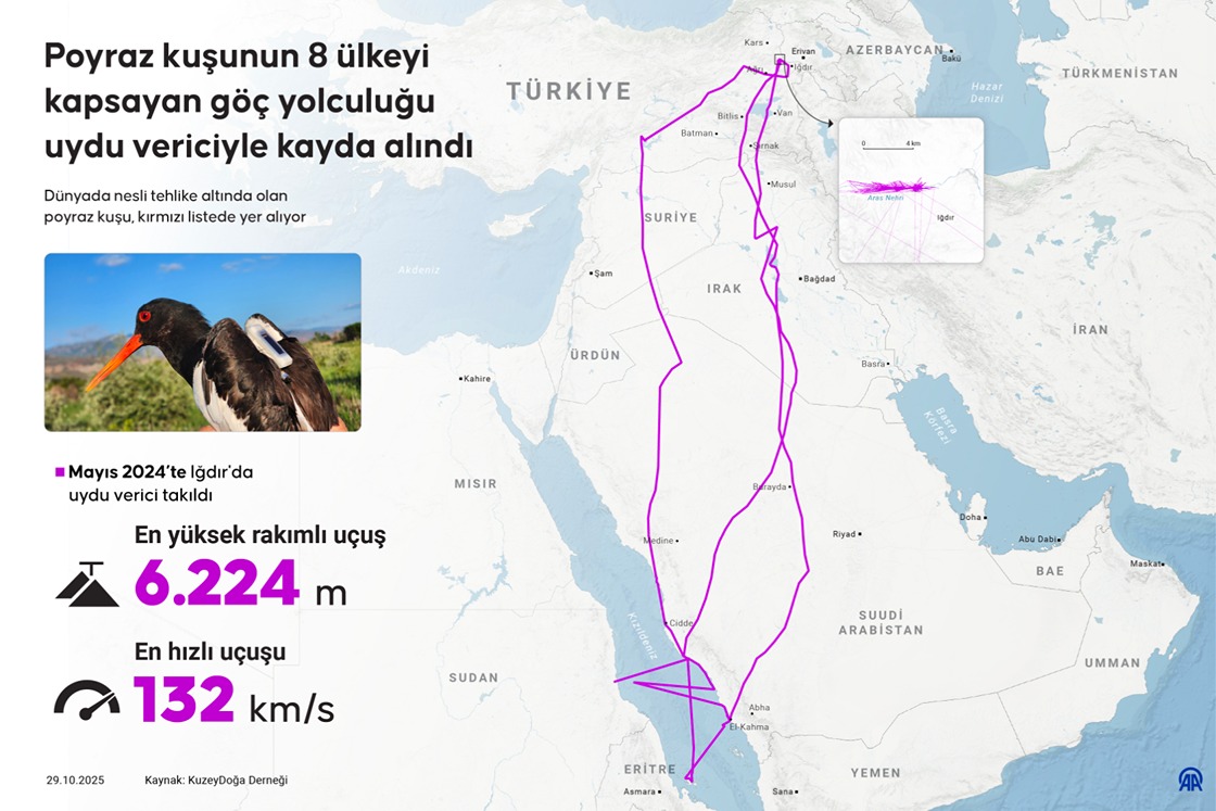 Poyraz kuşunun 8 ülkeyi kapsayan göç yolculuğu uydu vericiyle kayda alındı