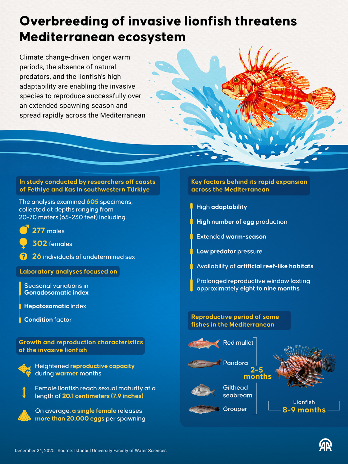 Invasive lionfish’s high reproductive capacity threatens Mediterranean ecosystem
