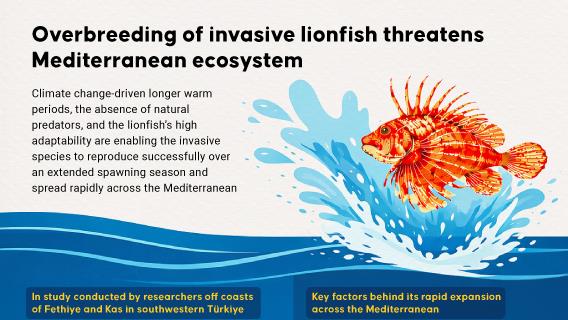 Invasive lionfish’s high reproductive capacity threatens Mediterranean ecosystem