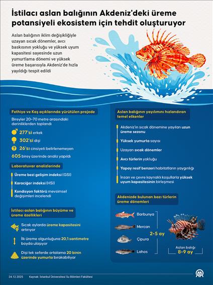 İstilacı aslan balığının Akdeniz'deki üreme potansiyeli ekosistem için tehdit oluşturuyor