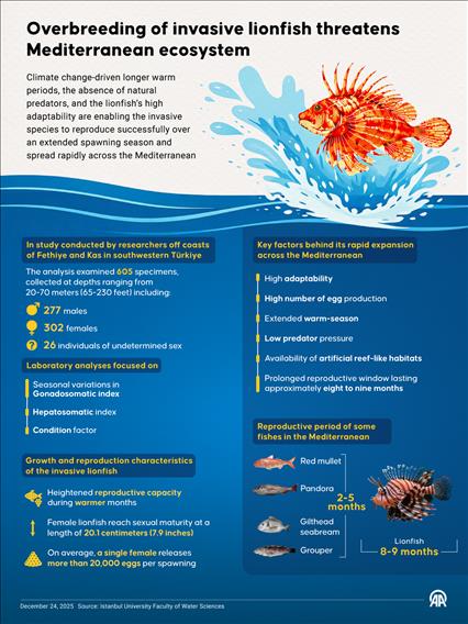 Invasive lionfish’s high reproductive capacity threatens Mediterranean ecosystem