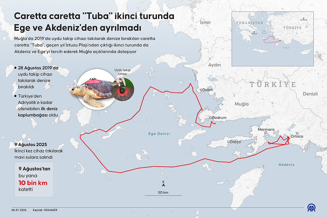 Caretta caretta "Tuba" ikinci turunda Ege ve Akdeniz'den ayrılmadı