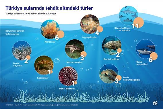 Türkiye sularında tehdit altındaki türler