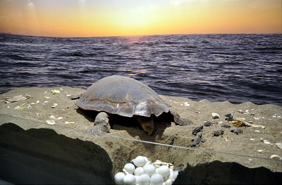 TURKIYE'NIN ''JURASSIC PARKI''NI 4 AYDA 25 BIN 500 KISI GEZDI