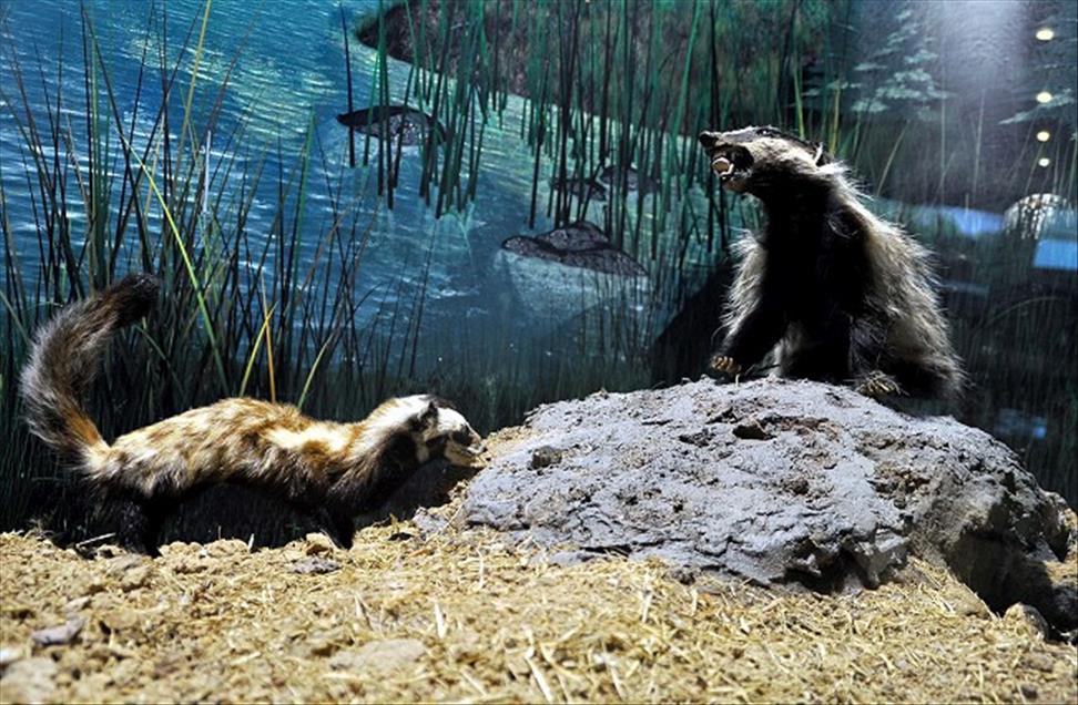 TURKIYE'NIN ''JURASSIC PARKI''NI 4 AYDA 25 BIN 500 KISI GEZDI