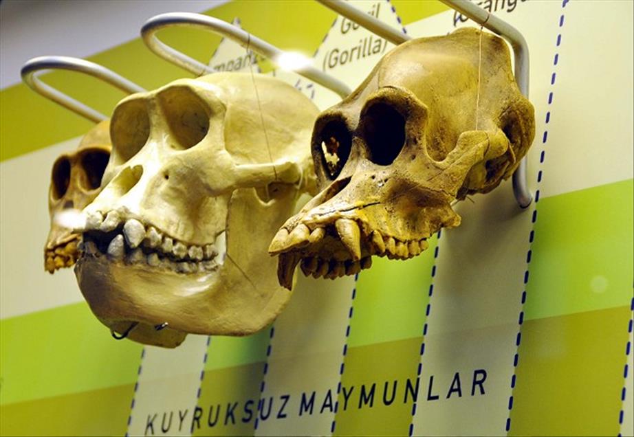 TURKIYE'NIN ''JURASSIC PARKI''NI 4 AYDA 25 BIN 500 KISI GEZDI