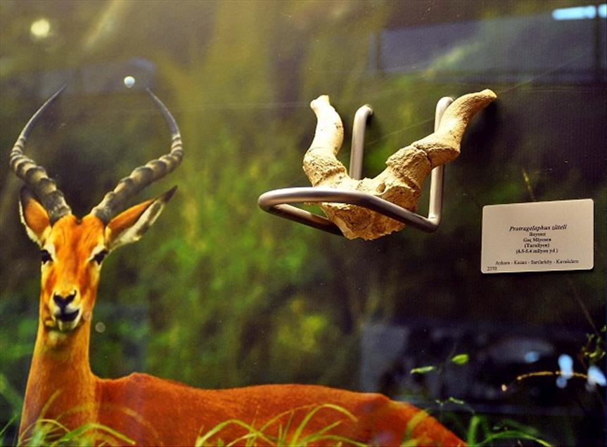 TURKIYE'NIN ''JURASSIC PARKI''NI 4 AYDA 25 BIN 500 KISI GEZDI