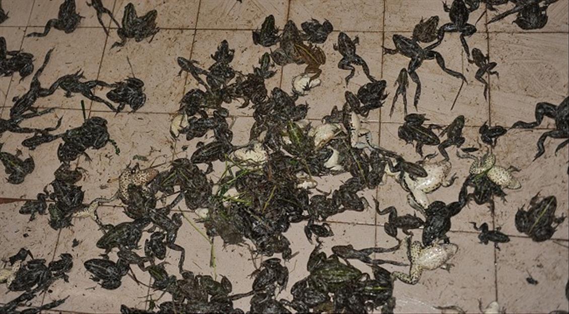 AVRUPALI ZENGININ LUKS YEMEGI KURBAGA,YOKSULUN EKMEK KAPISI OLDU