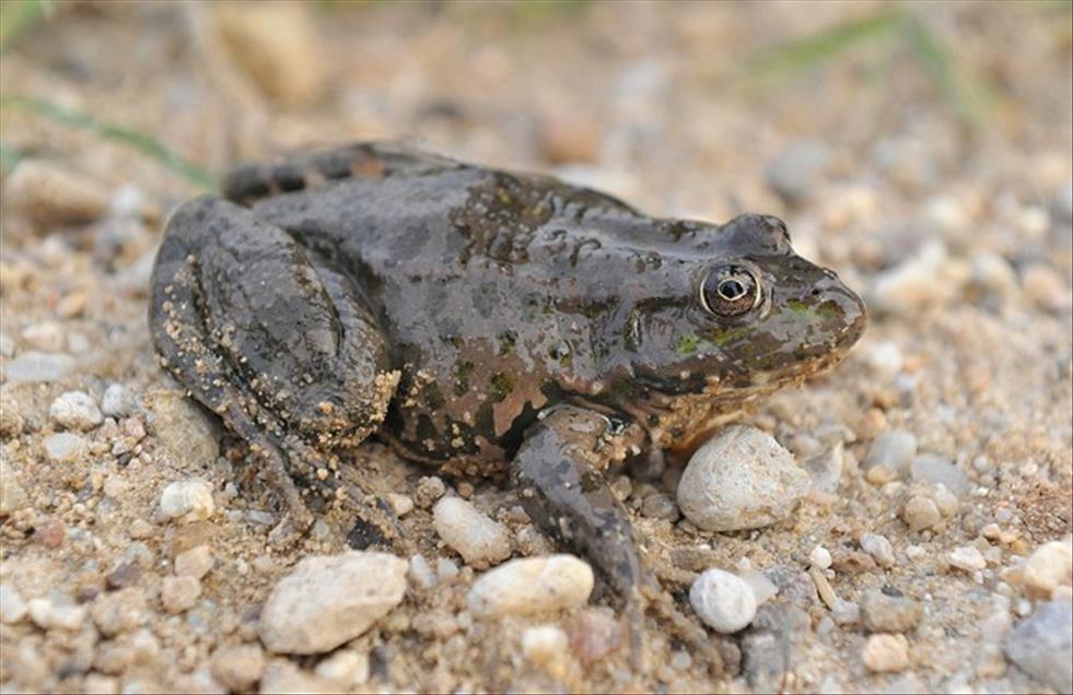 AVRUPALI ZENGININ LUKS YEMEGI KURBAGA,YOKSULUN EKMEK KAPISI OLDU