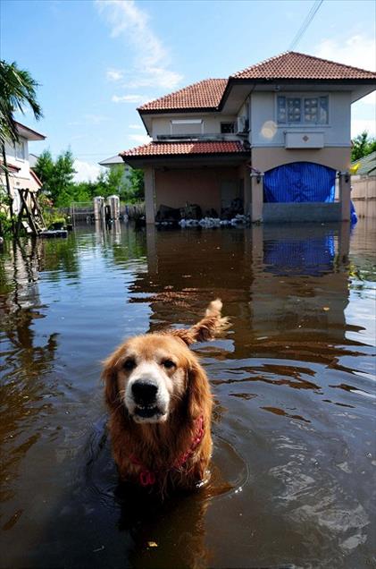 TAYLAND'DA SEL FELAKETI