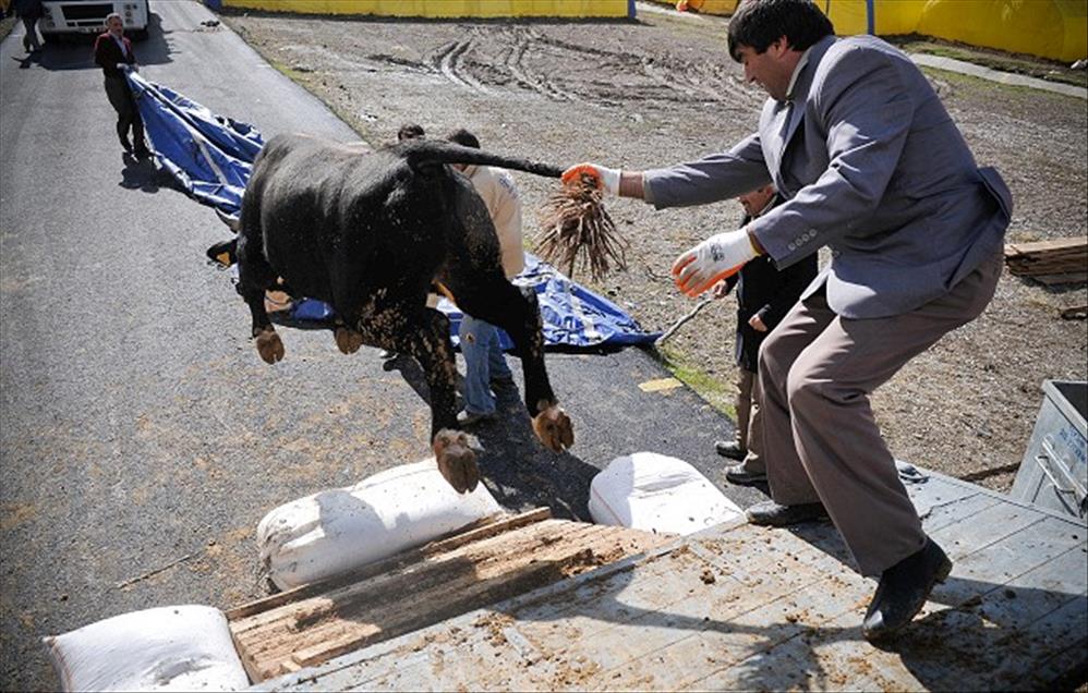 ANKARA'DA KURBAN PAZARLARI KURULMAYA BASLADI