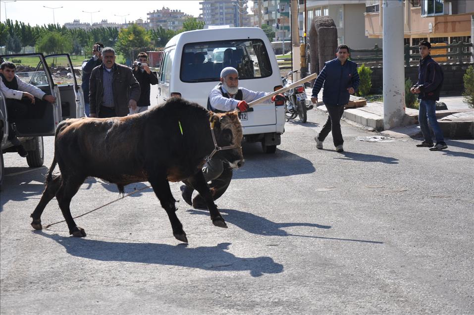 SAHIPLERINE ULASILAMAYINCA KESILEMEDI