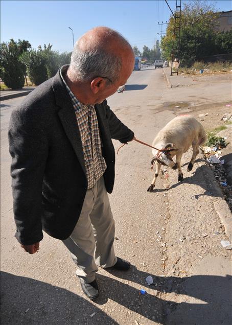 HAYVAN PAZARLARINDA ILK GUN HAREKETLILIGI