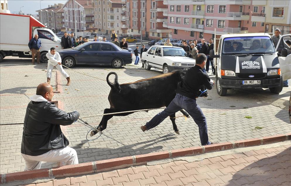 KURBANLIK BOGA KESIM ONCESINDE KACTI