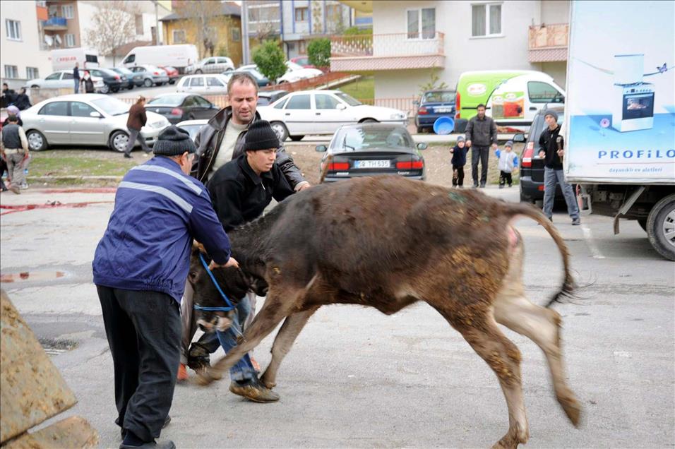 SIVAS'TA KACAN KURBANLIK ZOR ANLAR YASATTI