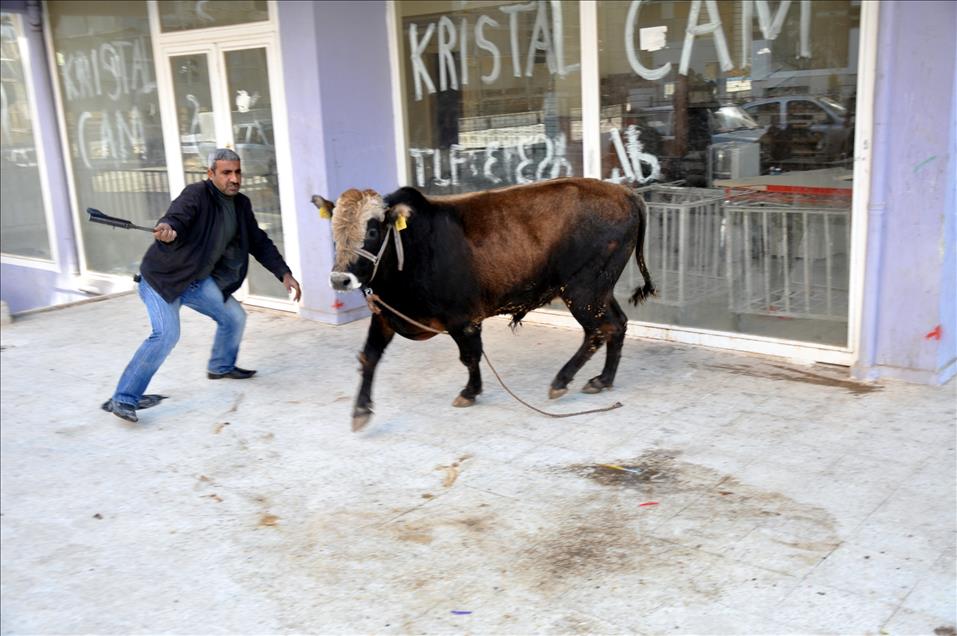 SAHIPLERINE ULASILAMAYINCA KESILEMEDI