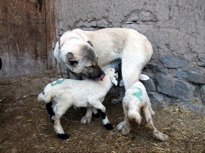 KANGAL KOPEGI, KUZULARA ANNELIK YAPIYOR