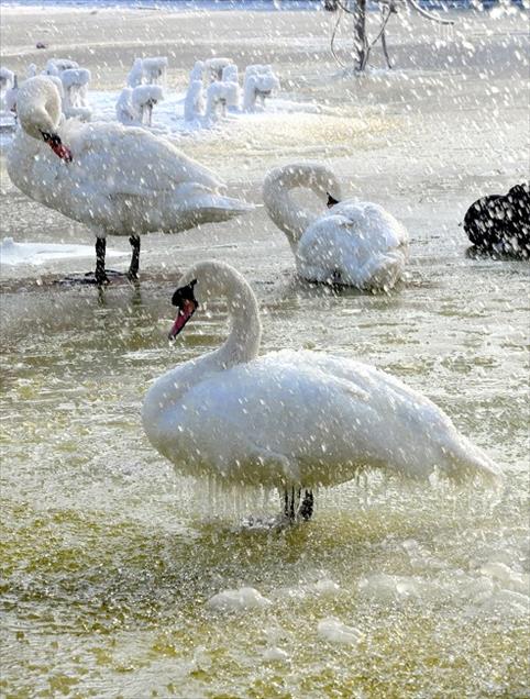 -41 DERECEYE KADAR DAYANIYORLAR