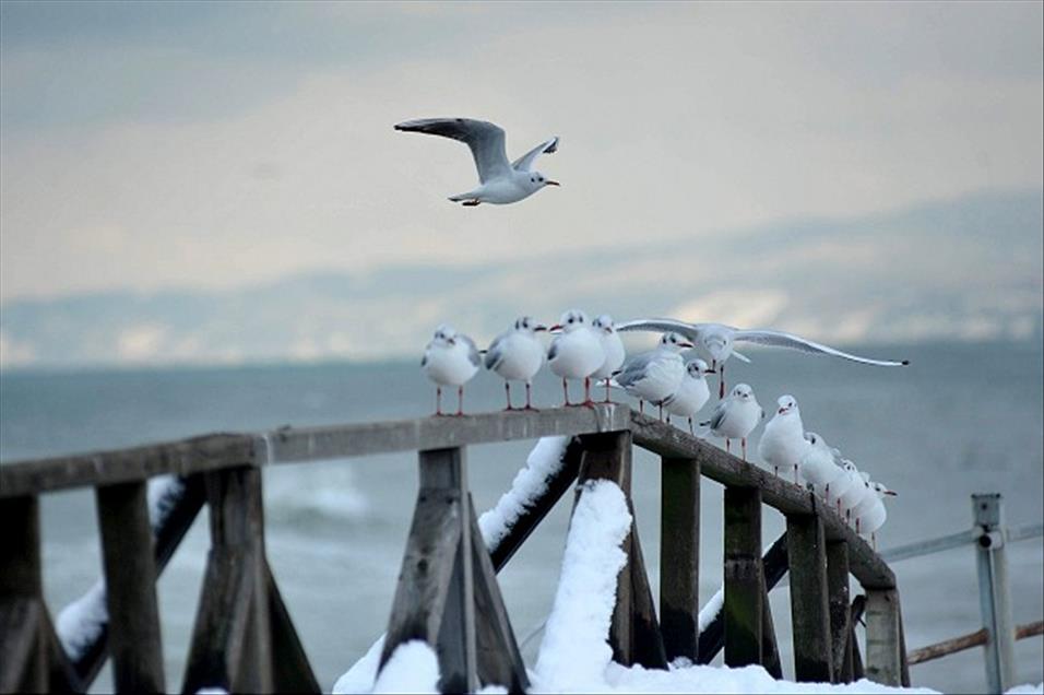 BATI KARADENIZ'DE KIS